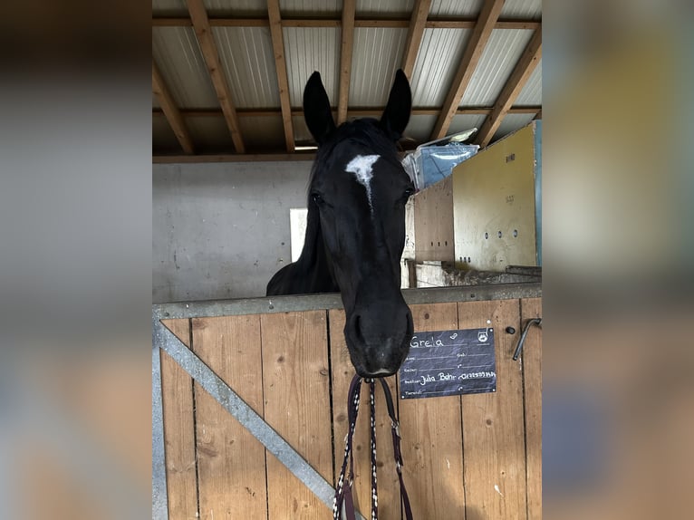 Weitere Warmblüter Stute 5 Jahre 160 cm Rappe in Niedereschach