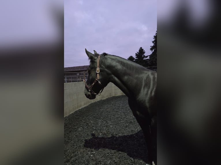Weitere Warmblüter Stute 5 Jahre 160 cm Rappe in Niedereschach