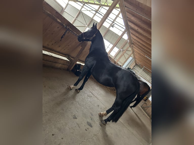 Weitere Warmblüter Stute 5 Jahre 160 cm Rappe in Niedereschach