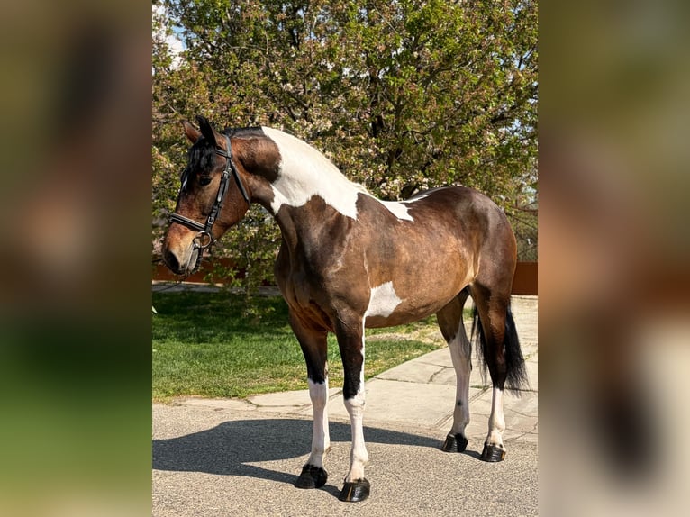 Weitere Warmblüter Stute 5 Jahre 160 cm Schecke in Mezőhegyes