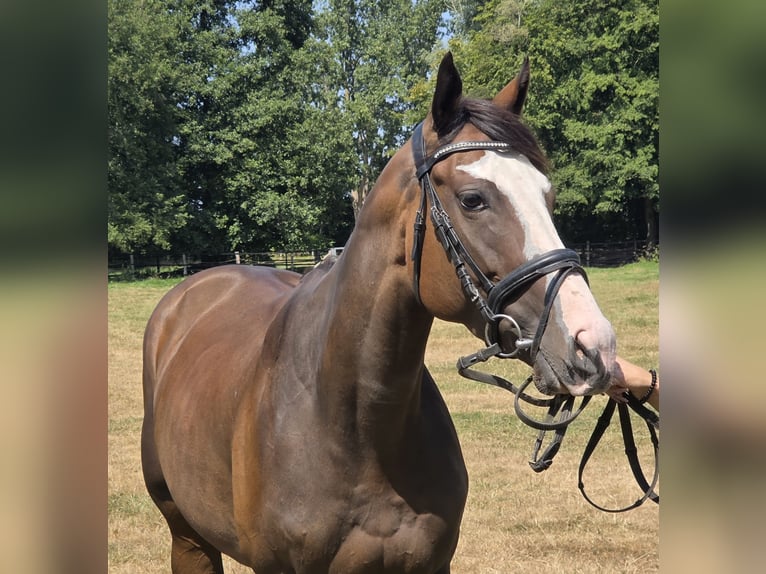 Weitere Warmblüter Stute 5 Jahre 160 cm Schwarzbrauner in Wachtendonk