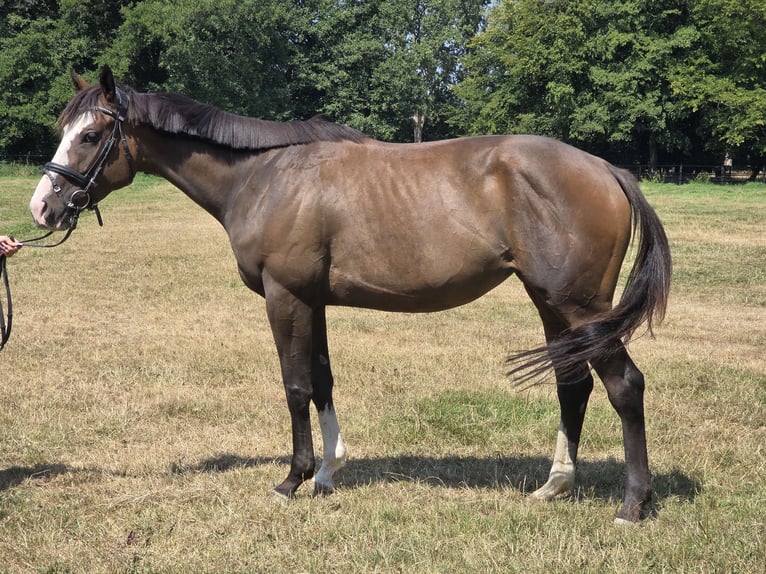 Weitere Warmblüter Stute 5 Jahre 160 cm Schwarzbrauner in Wachtendonk