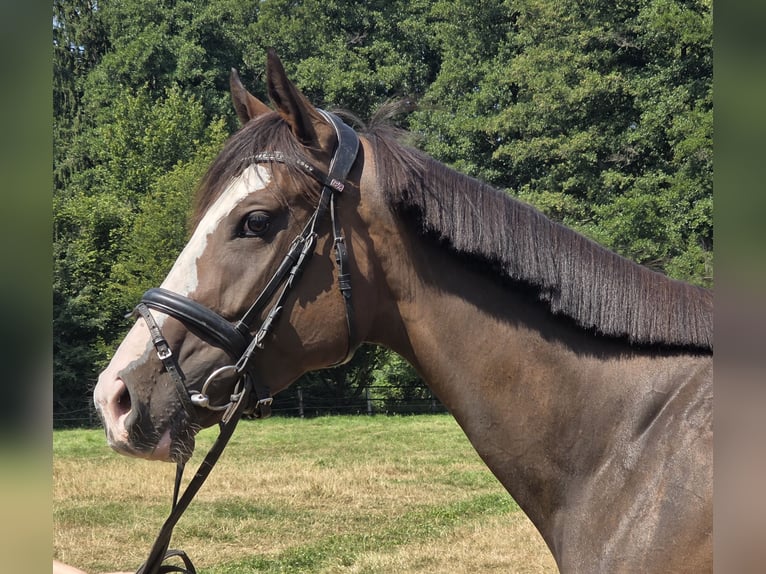 Weitere Warmblüter Stute 5 Jahre 160 cm Schwarzbrauner in Wachtendonk