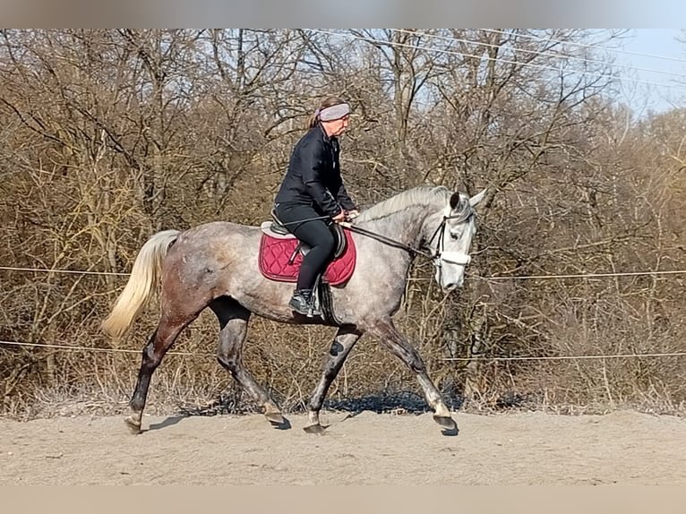 Weitere Warmblüter Stute 5 Jahre 160 cm White in Dietrichingen
