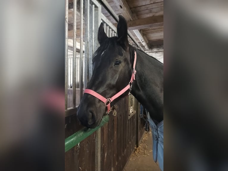 Weitere Warmblüter Stute 5 Jahre 163 cm Rappe in Dortmund
