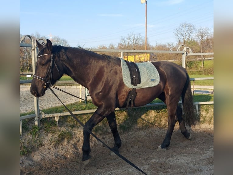 Weitere Warmblüter Stute 5 Jahre 163 cm Rappe in Dortmund