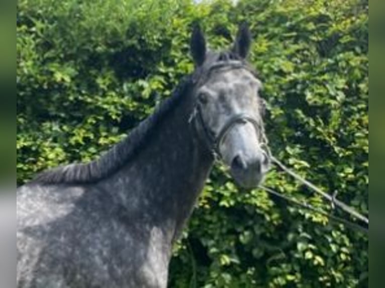 Weitere Warmblüter Stute 5 Jahre 163 cm Rappschimmel in Elze Esbeck