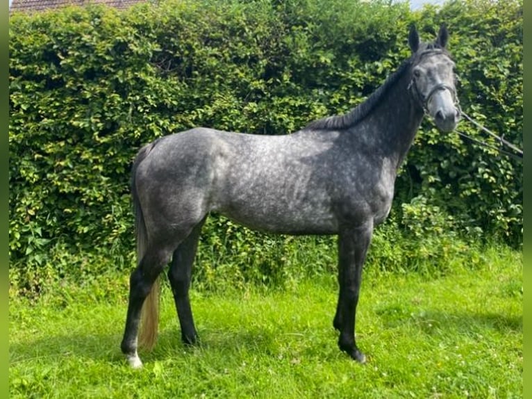 Weitere Warmblüter Stute 5 Jahre 163 cm Rappschimmel in Elze Esbeck