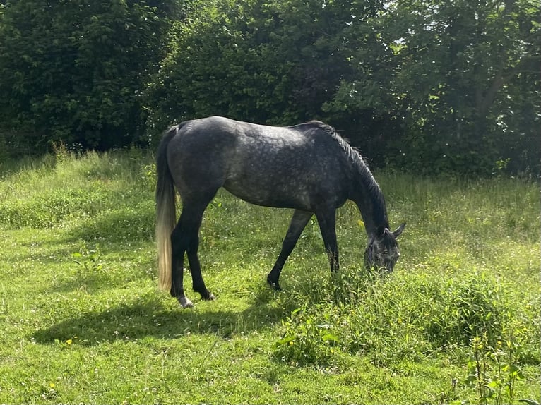 Weitere Warmblüter Stute 5 Jahre 163 cm Rappschimmel in Elze Esbeck