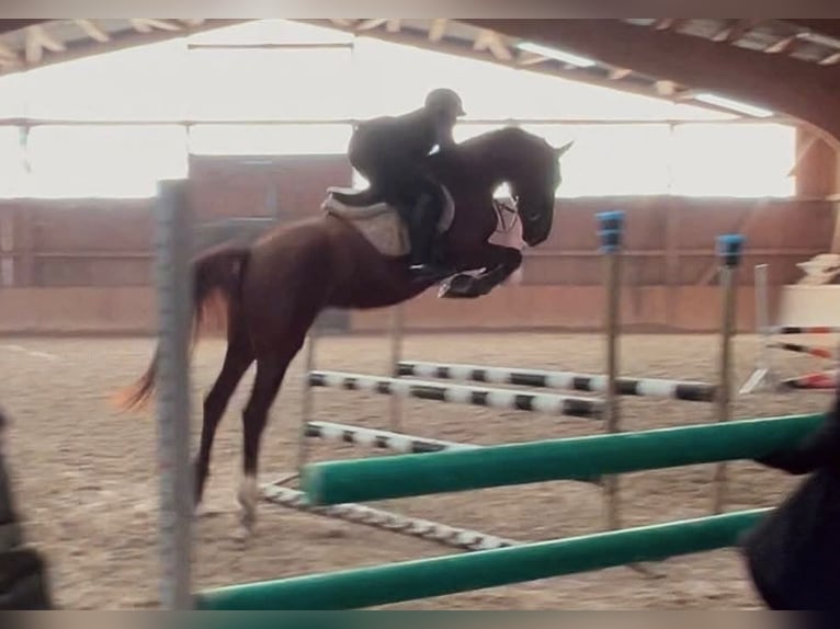 Weitere Warmblüter Stute 5 Jahre 164 cm Dunkelfuchs in Bled