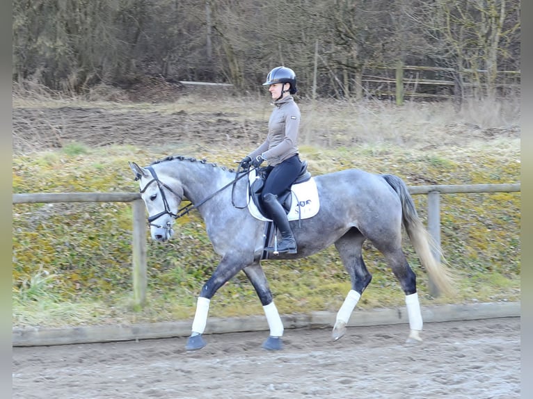 Weitere Warmblüter Stute 5 Jahre 165 cm Apfelschimmel in Wellheim