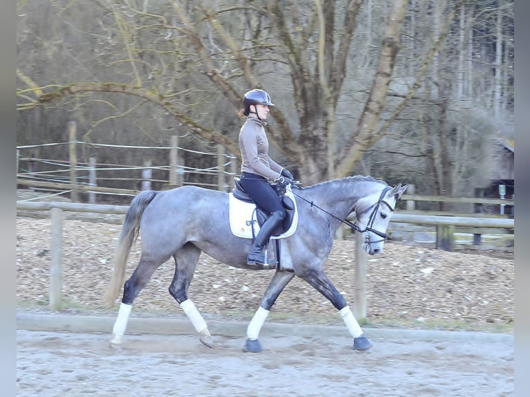 Weitere Warmblüter Stute 5 Jahre 165 cm Apfelschimmel in Wellheim