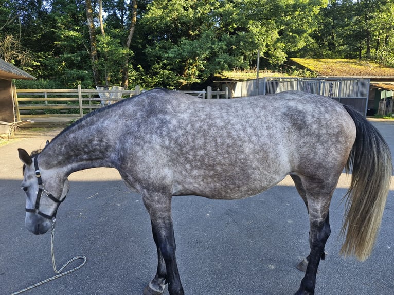 Weitere Warmblüter Stute 5 Jahre 165 cm Apfelschimmel in Dhronecken