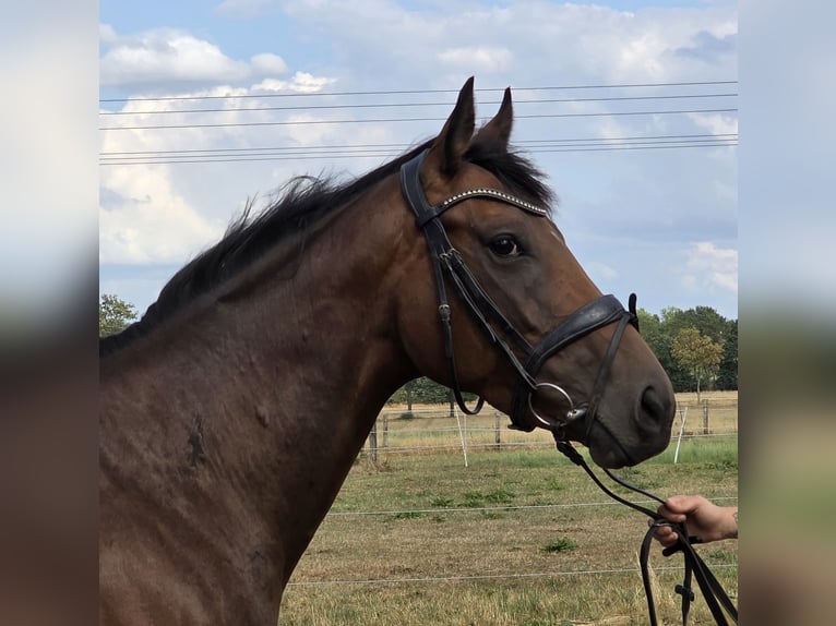 Weitere Warmblüter Stute 5 Jahre 165 cm Brauner in Wachtendonk