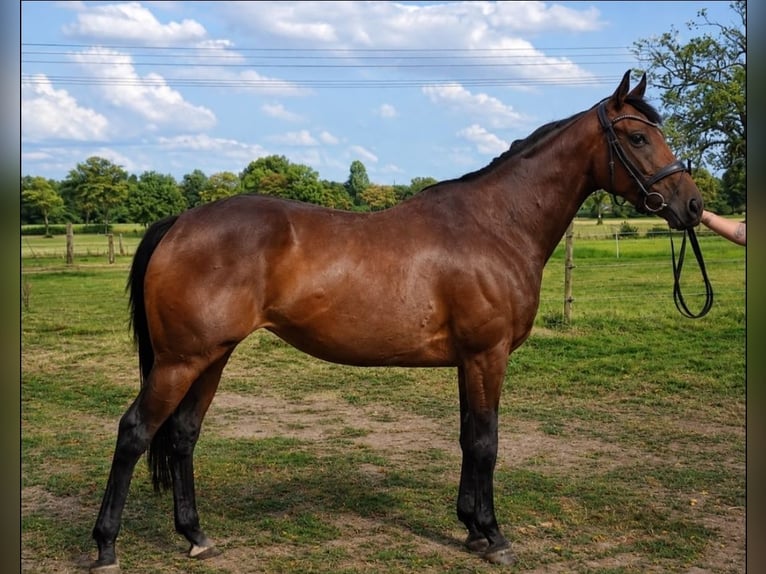 Weitere Warmblüter Stute 5 Jahre 165 cm Brauner in Wachtendonk