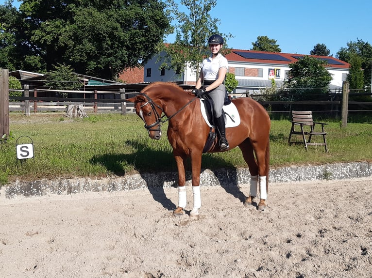 Weitere Warmblüter Stute 5 Jahre 165 cm Dunkelfuchs in Uetze