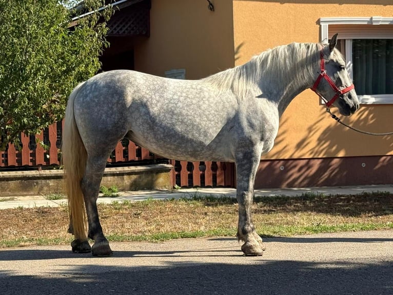 Weitere Warmblüter Stute 5 Jahre 165 cm Schimmel in L&#x151;k&#xF6;sh&#xE1;za