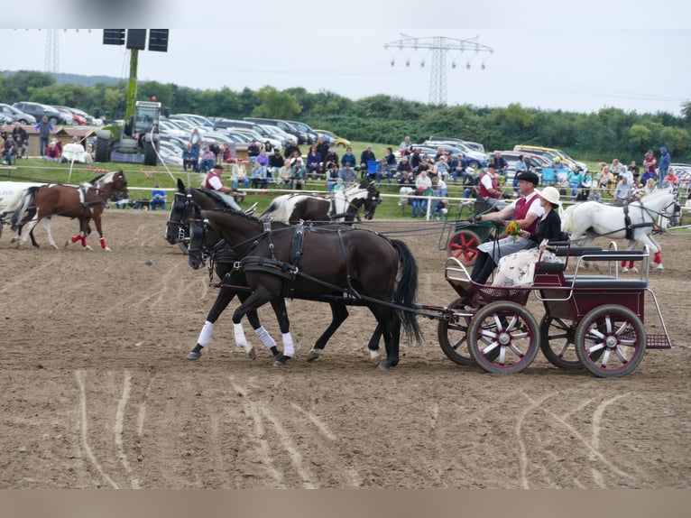Weitere Warmblüter Stute 5 Jahre 166 cm Schwarzbrauner in Ganschow