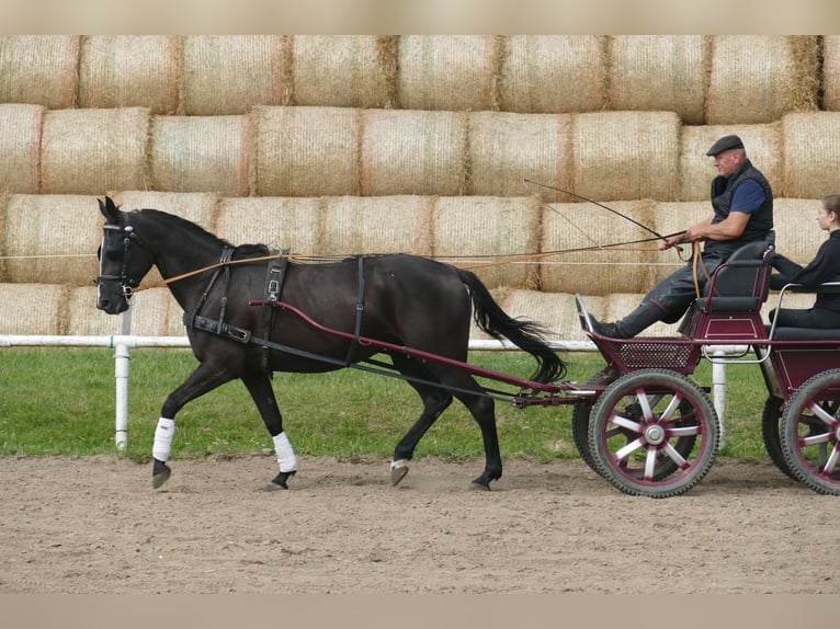 Weitere Warmblüter Stute 5 Jahre 166 cm Schwarzbrauner in Ganschow