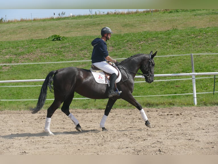 Weitere Warmblüter Stute 5 Jahre 166 cm Schwarzbrauner in Ganschow
