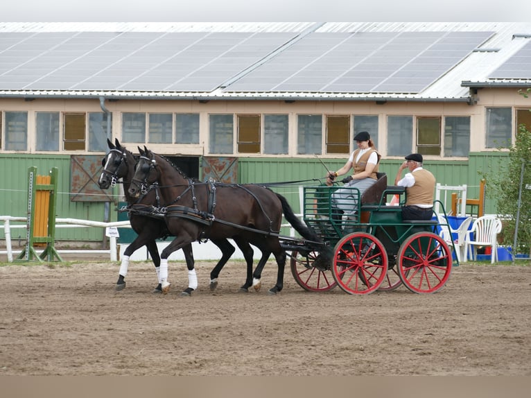 Weitere Warmblüter Stute 5 Jahre 166 cm Schwarzbrauner in Ganschow