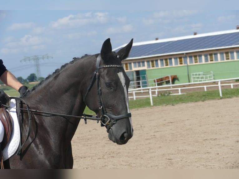 Weitere Warmblüter Stute 5 Jahre 166 cm Schwarzbrauner in Ganschow