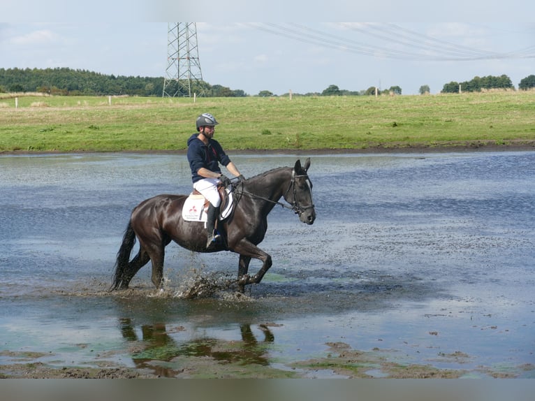 Weitere Warmblüter Stute 5 Jahre 166 cm Schwarzbrauner in Ganschow