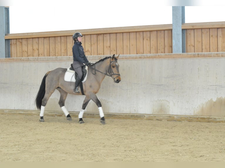 Weitere Warmblüter Stute 5 Jahre 167 cm Brauner in Wellheim