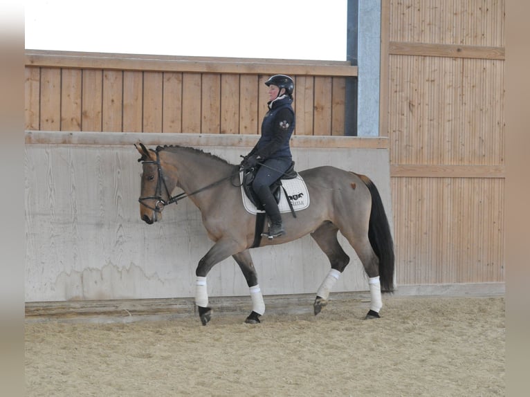 Weitere Warmblüter Stute 5 Jahre 167 cm Brauner in Wellheim