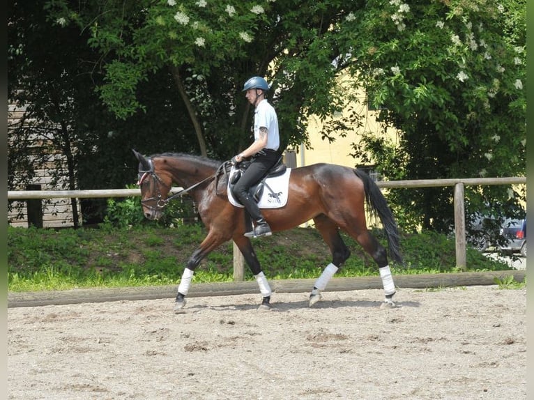 Weitere Warmblüter Stute 5 Jahre 167 cm Brauner in Wellheim