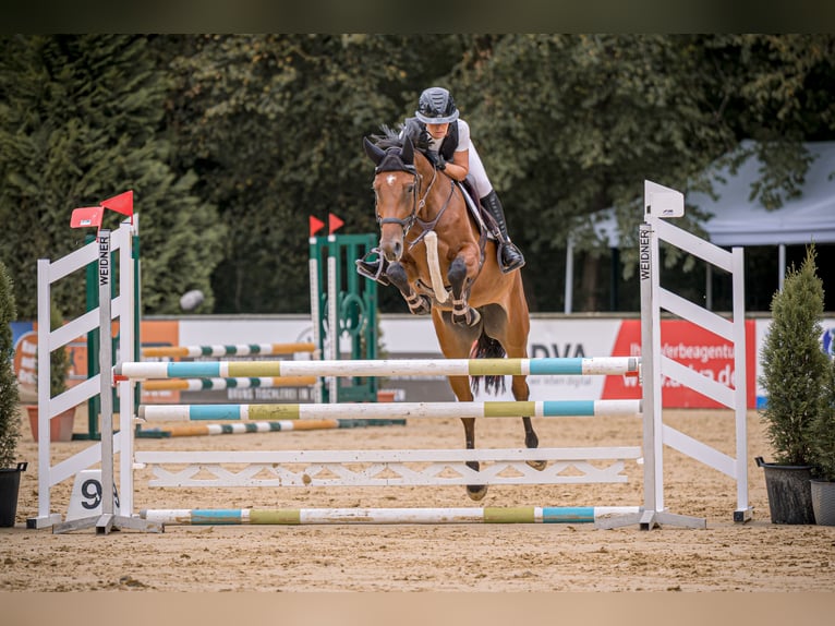 Weitere Warmblüter Stute 5 Jahre 167 cm Brauner in Neuried