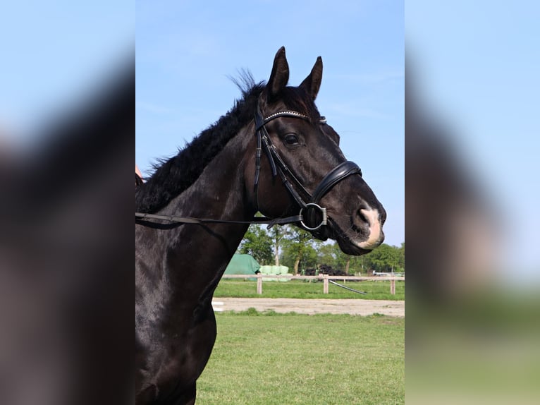 Weitere Warmblüter Stute 5 Jahre 167 cm Rappe in Syke