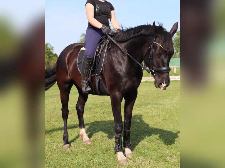 Weitere Warmblüter Stute 5 Jahre 167 cm Rappe in Syke