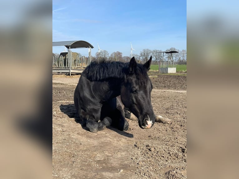 Weitere Warmblüter Stute 5 Jahre 167 cm Rappe in Syke