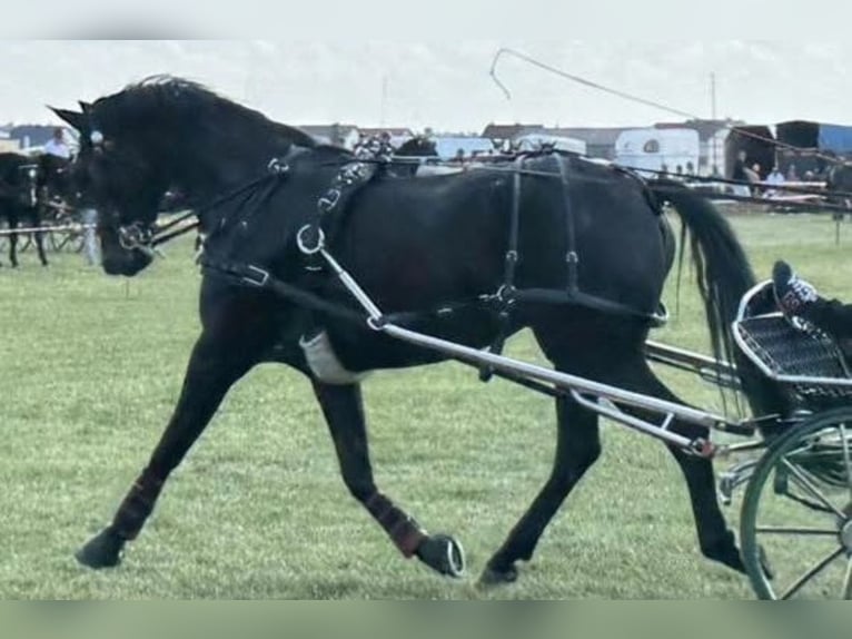Weitere Warmblüter Stute 5 Jahre 167 cm Schwarzbrauner in Rawicz