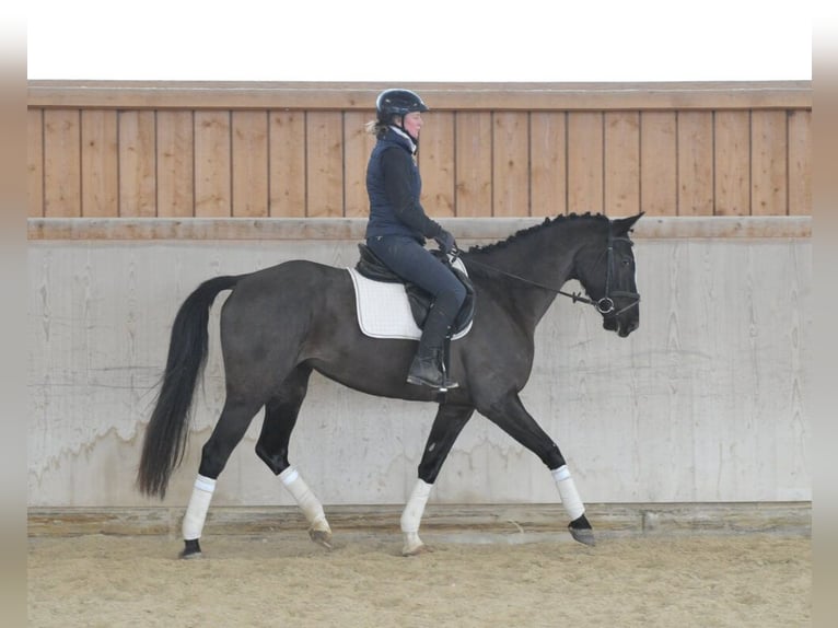 Weitere Warmblüter Stute 5 Jahre 168 cm Rappe in Wellheim