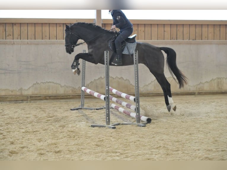 Weitere Warmblüter Stute 5 Jahre 168 cm Rappe in Wellheim