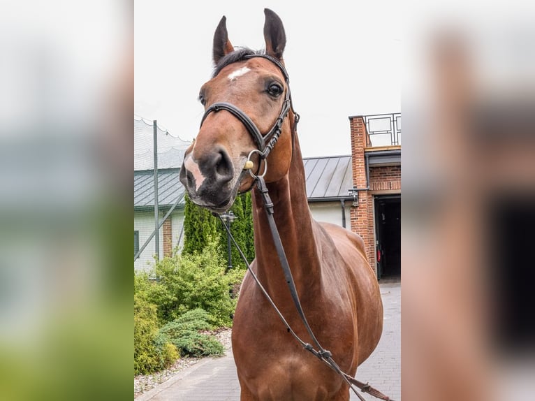 Weitere Warmblüter Stute 5 Jahre 168 cm Rotbrauner in Stryków Weitere Warmblüter Stute 5 Jahre 168 cm Rotbrauner in Stryków