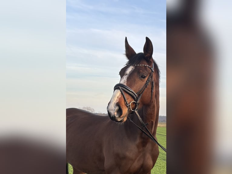 Weitere Warmblüter Stute 5 Jahre 170 cm Brauner in Babenhausen