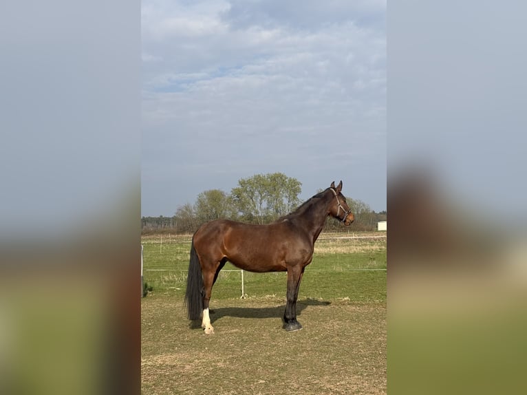 Weitere Warmblüter Stute 5 Jahre 170 cm Brauner in Babenhausen