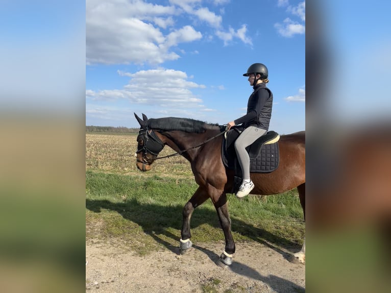 Weitere Warmblüter Stute 5 Jahre 170 cm Brauner in Babenhausen