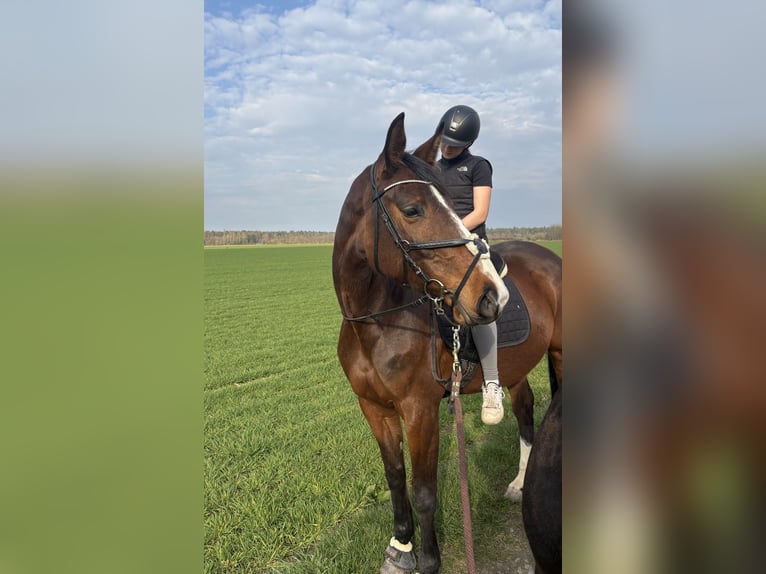 Weitere Warmblüter Stute 5 Jahre 170 cm Brauner in Babenhausen