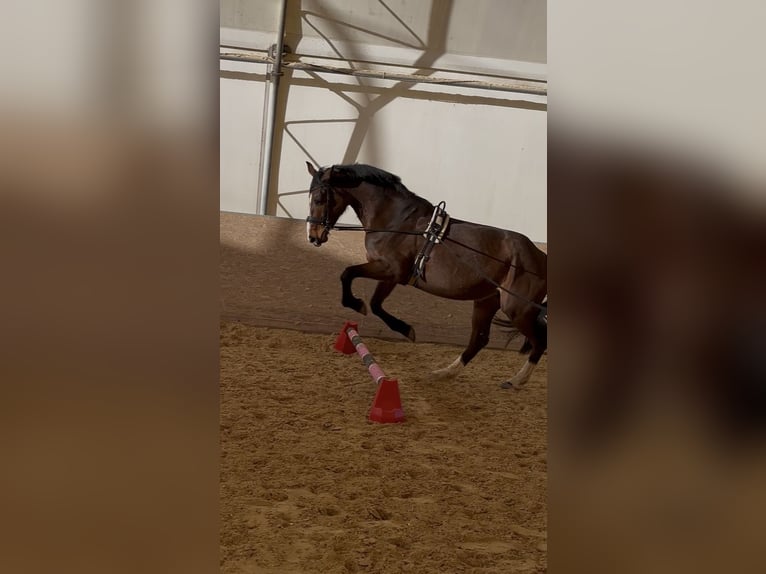 Weitere Warmblüter Stute 5 Jahre 170 cm Brauner in Babenhausen