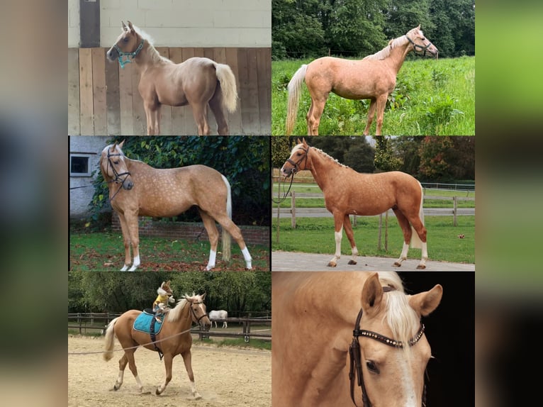 Weitere Warmblüter Stute 5 Jahre 170 cm Rappe in Köln