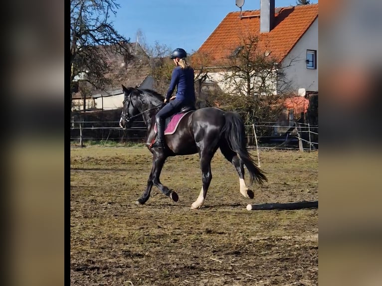 Weitere Warmblüter Stute 5 Jahre 171 cm Rappe in Lutherstadt Wittenberg
