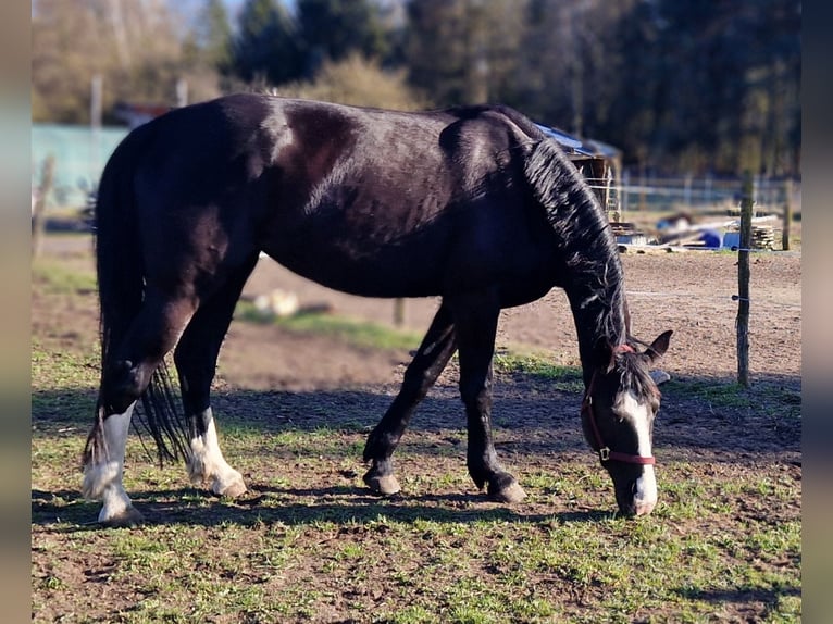 Weitere Warmblüter Stute 5 Jahre 171 cm Rappe in Lutherstadt Wittenberg