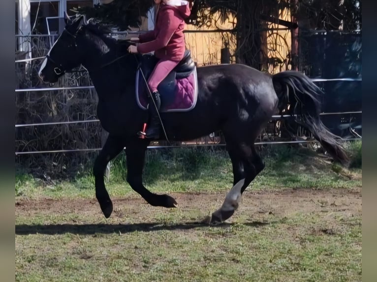 Weitere Warmblüter Stute 5 Jahre 171 cm Rappe in Lutherstadt Wittenberg