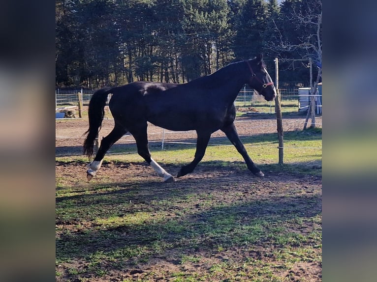 Weitere Warmblüter Stute 5 Jahre 171 cm Rappe in Lutherstadt Wittenberg