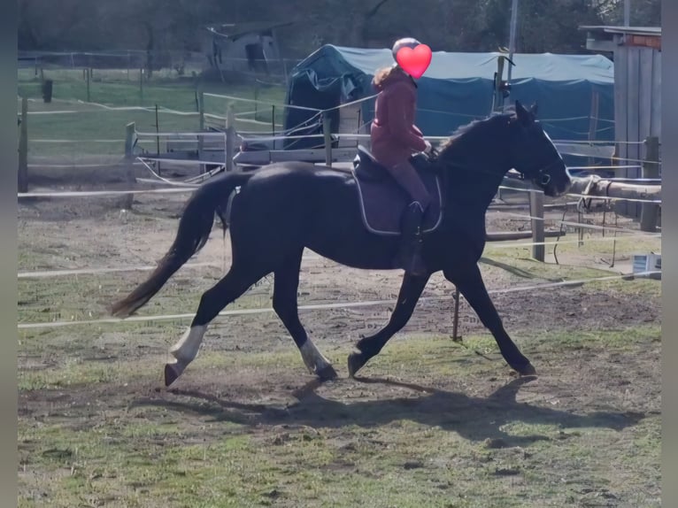 Weitere Warmblüter Stute 5 Jahre 171 cm Rappe in Lutherstadt Wittenberg