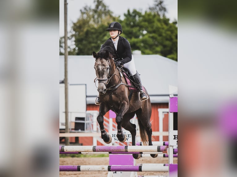 Weitere Warmblüter Stute 5 Jahre 172 cm Rappe in Turku